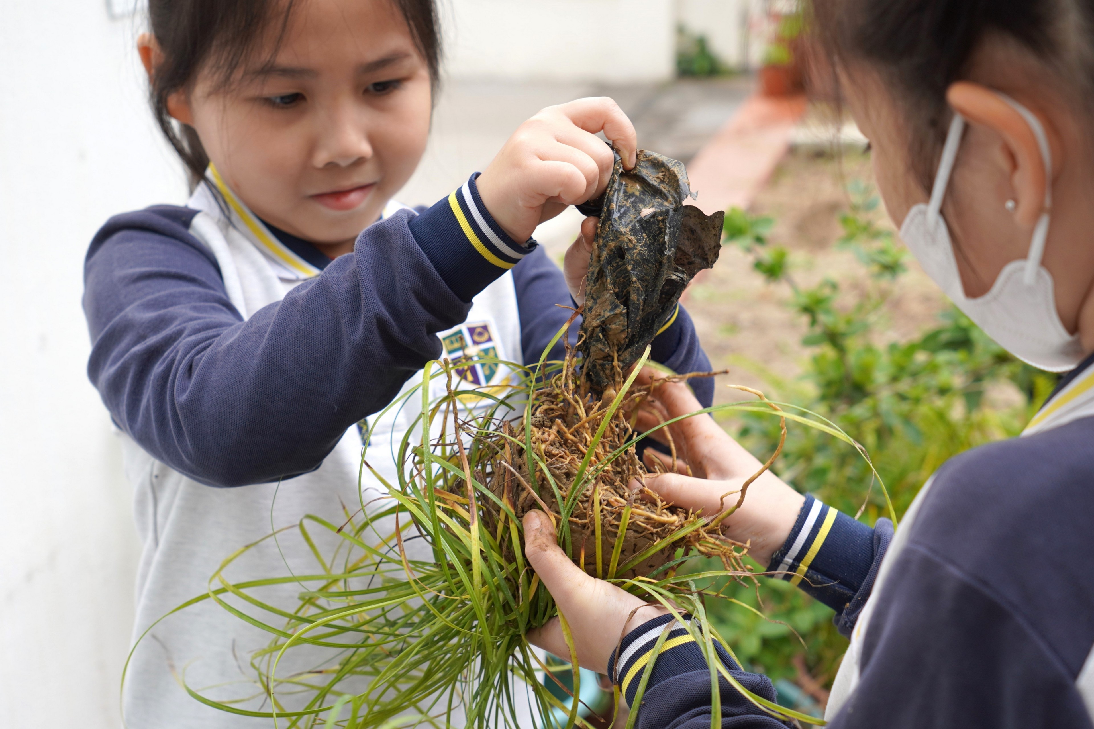 2026年03月17日 中藥種植
